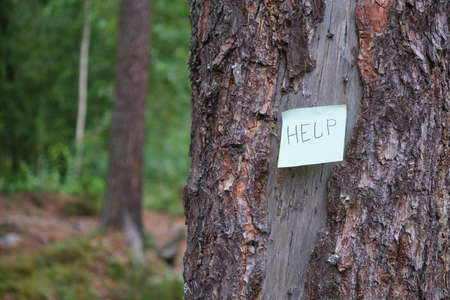 inscription HELP on a green sticker glued to an old tree in the forest. get lost in the woods, help those lost in the woods, a dangerous hike in the wild forestの写真素材