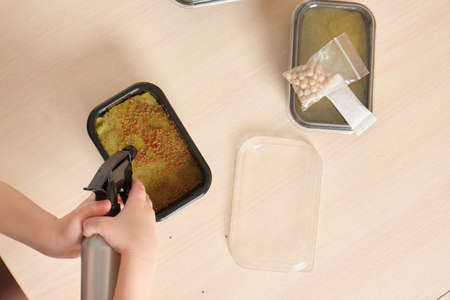 child and kit for growing microgreens at home, the child sprays microgreen seeds from a spray bottle...