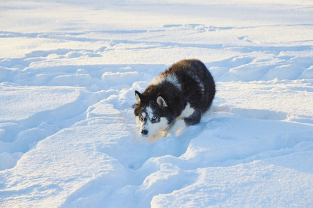 dog siberian husky jumping in the snow, the dog is playing in the winter in the field, snowy forest and sun, frosty morningの写真素材