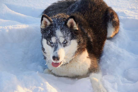 dog siberian husky jumping in the snow, the dog is playing in the winter in the field, snowy forest...