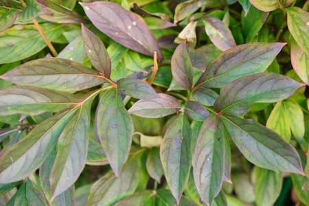 green bushes in the garden, beautiful leaves on the branches, selective focus, close-up