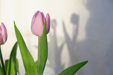 pink blooming tulips in the rays of sun light. springtime. hard shadows, bright sun, March 8 or February 14 romanceの写真素材