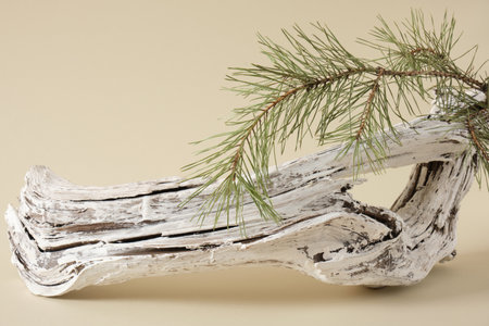 painted driftwood and a pine branch on a beige background, a log as a podium for the presentation of a natural product, a mock-up background for demonstrating goodsの写真素材