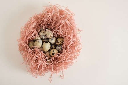 quail eggs in shredded wrapping paper light texture background copy spaceの写真素材