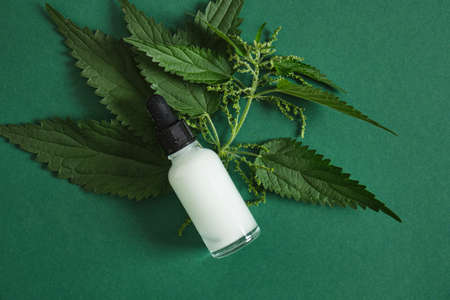 Glass dropper bottle of nettle oil or serum and fresh nettle leaves green background mock upの写真素材