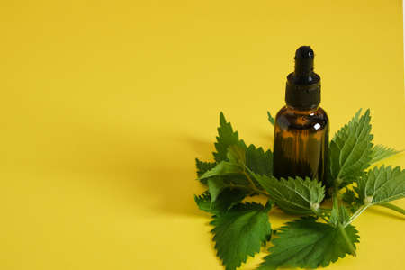 Glass dropper bottle of nettle oil or serum and nettle leaves nettle benefits for skin, natural...