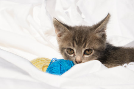 cute gray kitten and treads balls on bed
