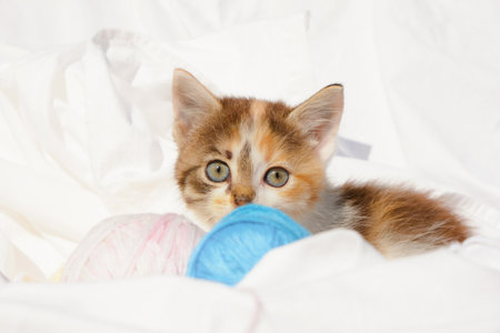 cute tricolor kitten and treads balls on bed looking atcameraの写真素材