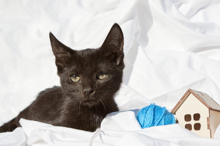 cute black kitten on white bed, copy space, cat and wooden house an treads ballsの写真素材