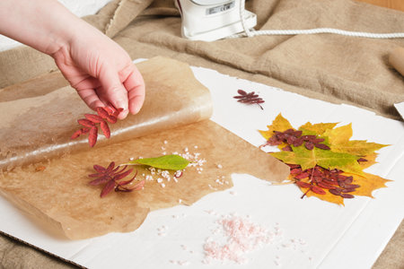 the process of covering the leaves with paraffin using wax paper, the woman prepares the leaves for waxing, save the sheet for floristry and creativityの写真素材