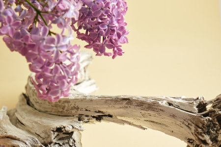lilac branch and a podium from a dry tree branch on a beige background, mock-up background for product presentation, close-up, beautiful place for a product with lilacの写真素材