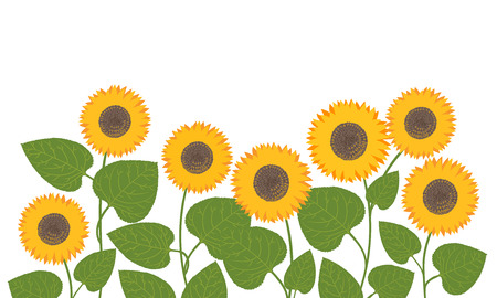 Vector field of sunflowers background.のイラスト素材