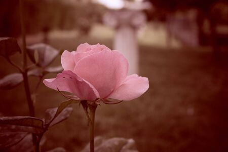 autumn rose in vintage styleの写真素材