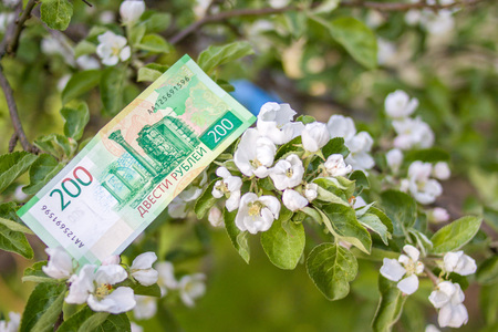 Banknote Two hundred Russian rubles with white flowers background