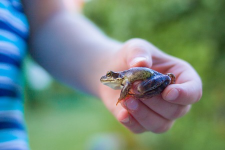 enviroment, education ans happy childhood concept - Frog in the hands of a childの写真素材