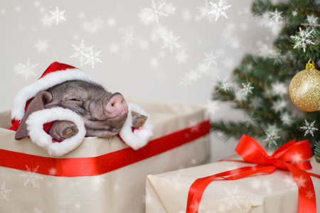 Christmas and new year card with cute newborn santa pig in gift present box. Decorations symbol of the year Chinese calendar. fir tree on background. Holidays, winter and celebration conceptの写真素材