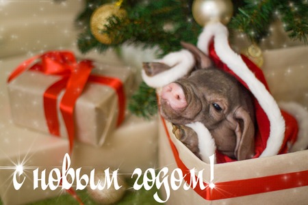 Christmas and new year card with cute newborn santa pig in gift present box. Decorations symbol of the year Chinese calendar. fir on background. russian words Holidays, winter and celebration concept.の写真素材