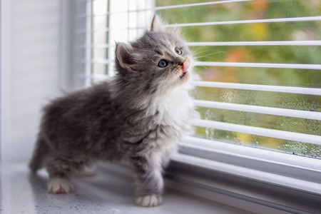 Little fluffy Grey Persian Maine coon kitten sits nera the window and licks nose with tongue . Newborn kitten, Kid animals and adorable cats concept.の写真素材