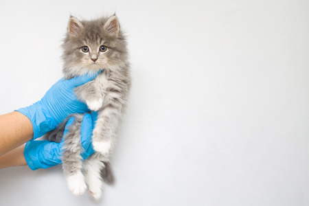 Grey Persian Little fluffy Maine coon kitte at vet clinic and hands in blue gloves . Cat looks to...