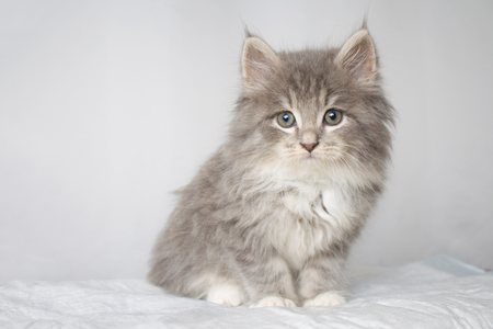 Grey Persian Little fluffy Maine coon kitte at vet clinic and hands in blue gloves . Cat looks to the camera. Space for text- Medicine, pet, animals, vaccination and allergy conceptの写真素材