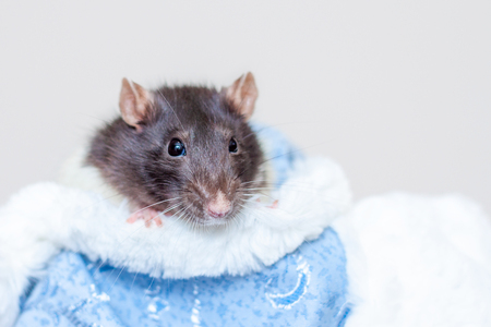 Concept image of symbol chinese happy new year 2020. Christmas rat. Closeup small mouse on blue background. Lunar horoscope sign.の写真素材