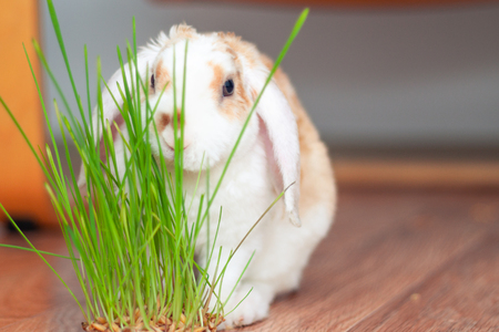 domestic Lop ear little Red and white color rabbit chewing green grass on kitchen at home- animal feed and pets concept.の写真素材
