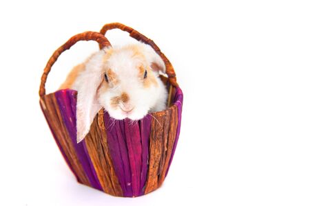 Cute little orange and white color bunny rabbit in wicker basket isolated on white background - animals and pets concept.の写真素材