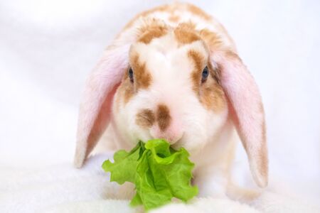 Cute little orange and white color bunny with big ears eats green leaf. rabbit on white background - animals and pets conceptの写真素材
