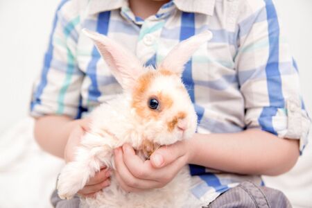 Cute little orange and white color bunny with big ears. rabbit in boy hands. close up - animals and pets conceptの写真素材