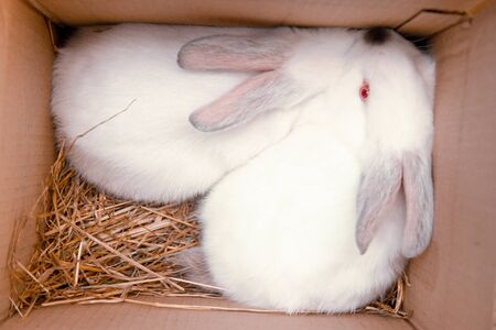 Two white hares are sitting in a cardboard boxes. Easter bunny rabbits. Easter preparation, farm animals transportation and pets conceptの写真素材