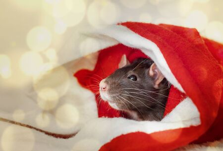Christmas rat in red santa claus hat. New year card mouse. Symbol chinese lunar horoscope. boke lights. copyspaceの写真素材