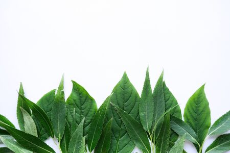 Frame for text made of fresh green leaves. Composition isolated on white background. Top view, flat lay.の写真素材