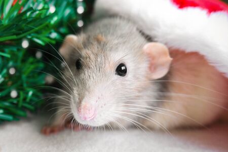 Christmas rat in red santa claus hat looking at camera. New year card mouse. Symbol chinese lunar horoscope 2020. copyspace - holidays, animals and celebration conceptの写真素材