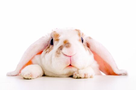 Cute little orange and white color bunny rabbit rabbit peeps out from behind a table on white background.の写真素材
