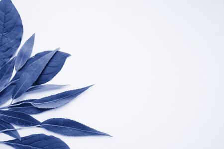 Frame for text made of fresh green leaves and white sheet of paper. Composition on white background. Top view, flat lay. creative minimalism. Toned trendy classic blue color year 2020.の写真素材