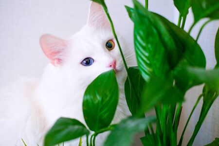 White cat with different color eyes hides behind a green plant. Turkish angora eats peace lily green...