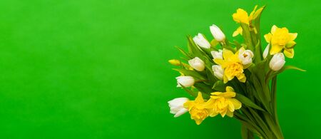 Spring banner. White yellow tulip daffodil bouquet on green background. Easter and spring greeting card. Woman day concept. Copyspace for text.の写真素材