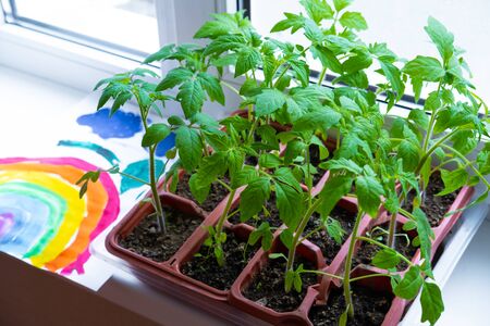 Young tomato seedlings in pots on white window. How to growing food at home on windowsill. sprouts...
