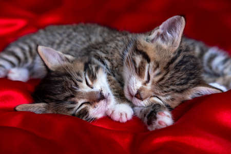 Two adorable striped kitten lying sleeping on red blanket. Cute pets cats, valentines and Christmas...