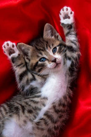 adorable smiling striped kitten lying on back Paws up over red textile. Looking at camera. Copyspace. Cute pets cats, valentines and Christmas cardの写真素材