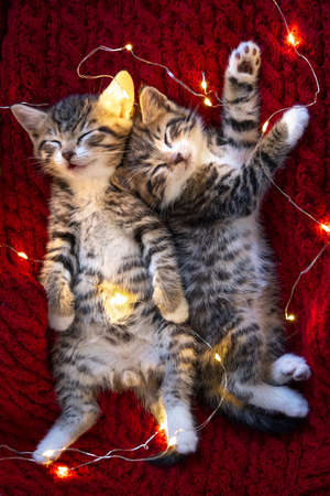 Christmas cats. Two cute little striped kittens sleeping on red background. Kitty with Christmas...