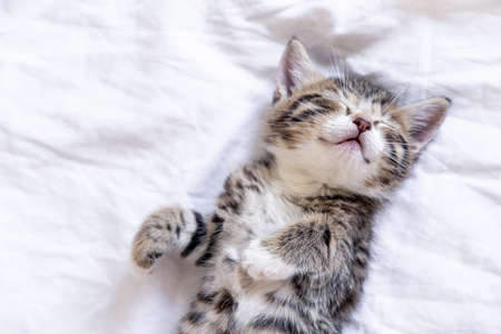Small smiling striped kitten lying on back sleeping on white blanket. Concept of cute adorable pets cats.の写真素材