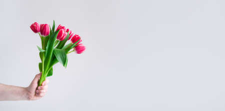 Banner Men hand with pink Tulips bouquet on grey. Springtime Woman and mother day concept. Easter...