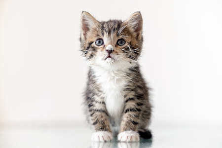 Kitten with white muzzle is stained with food on white background. looking at camera, kitten licks its lips after eating.の写真素材