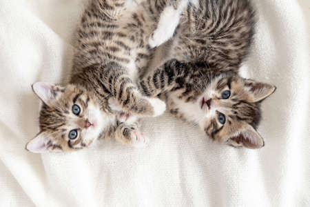Two striped kittens lying white blanket on bed. Looking at camera. Concept of adorable little pets