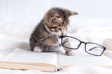 Striped kitten with book and eyeglasses lying on white bed. Clever cute little domestic cat. Education and back to school.の写真素材