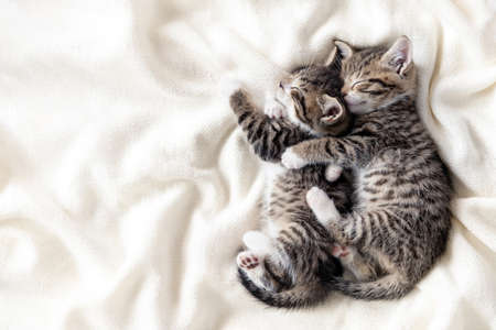 Two small striped domestic kittens sleeping hugging each other at home lying on bed white blanket...