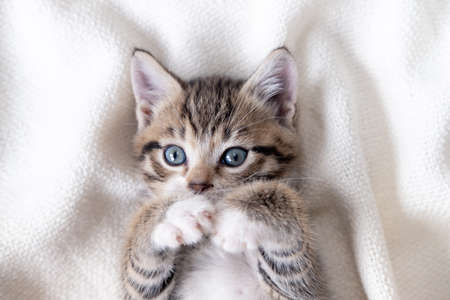 Cute striped kitten lying white blanket on bed. Looking at camera. Concept of adorable little petsの写真素材