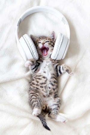Little funny striped Cat Kitten singing song in Headphones on white bed. Kitty with open mouth Musical pets concept.の写真素材