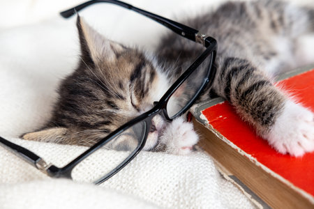 Striped kitten sleeping with book and eyeglasses lying on white bed. Clever cute little domestic cat. Education and back to school.の写真素材